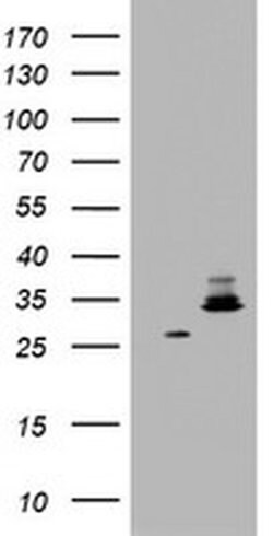 HADH Monoclonal Antibody (OTI7C9), TrueMAB , OriGene 100 &mu;L; Unconjugated:Antibodies,