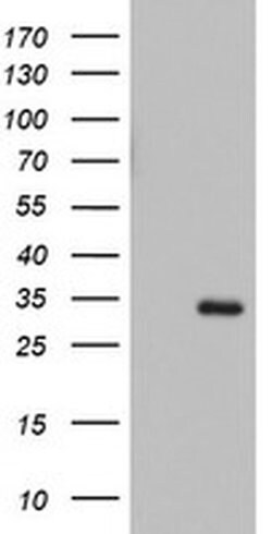 HADH Monoclonal Antibody (OTI6F10), TrueMAB , OriGene 100 &mu;L; Unconjugated:Antibodies,