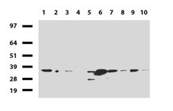 HADH Mouse anti-Human, Clone: UMAB151, liquid, UltraMAB 30 &mu;L; Unconjugated:Antibodies,