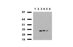 HADH Mouse anti-Human, Clone: UMAB151, liquid, UltraMAB 30 &mu;L; Unconjugated:Antibodies,