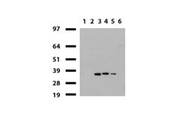 HADH Mouse anti-Human, Clone: UMAB151, lyophilized, UltraMAB 100 &mu;g;