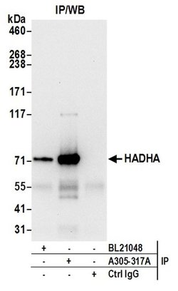 HADHA Rabbit anti-Human, Polyclonal, Bethyl Laboratories 100 &mu;l; Unlabeled:Antibodies,