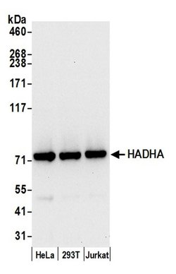 HADHA Polyclonal Antibody, Bethyl Laboratories:Antibodies:Primary Antibodies
