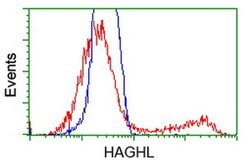 HAGHL Monoclonal Antibody (OTI4G10), TrueMAB , OriGene 30 &mu;L | Buy Online | Origene Technologies | Fisher Scientific