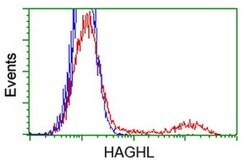 HAGHL Monoclonal Antibody (OTI1G8), TrueMAB , OriGene:Antibodies:Primary