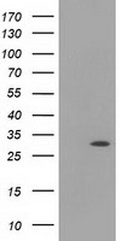 HAGHL Monoclonal Antibody (OTI1G8), TrueMAB , OriGene:Antibodies:Primary