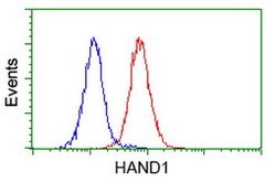 HAND1 Mouse anti-Human, Clone: OTI1G10, lyophilized, TrueMAB 100 &mu;g;