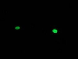 HAND1 Mouse anti-Human, Clone: OTI1G10, lyophilized, TrueMAB 100 &mu;g;