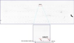 HAO1 Mouse anti-Human, Clone: UMAB117, liquid, UltraMAB 30 &mu;L; Unconjugated:Antibodies,