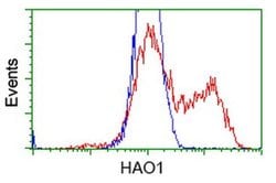 HAO1 Monoclonal Antibody (OTI3E7), TrueMAB , OriGene:Antibodies:Primary