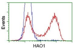 HAO1 Monoclonal Antibody (OTI5F4), TrueMAB , OriGene 100 &mu;L; Unconjugated:Antibodies,