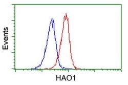 HAO1 Monoclonal Antibody (OTI5F4), TrueMAB , OriGene 100 &mu;L; Unconjugated:Antibodies,
