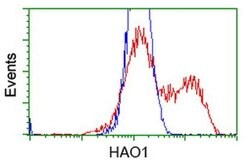 HAO1 Mouse anti-Human, Clone: OTI5A1, liquid, TrueMAB 100 &mu;L; Unconjugated:Antibodies,