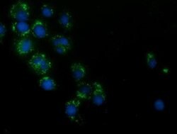 HAO1 Mouse anti-Human, Clone: OTI5A1, liquid, TrueMAB 100 &mu;L; Unconjugated:Antibodies,