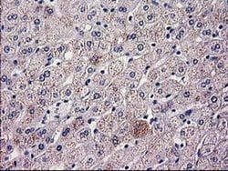 HAO1 Monoclonal Antibody (OTI6B3), TrueMAB , OriGene 100 &mu;L; Unconjugated:Antibodies,