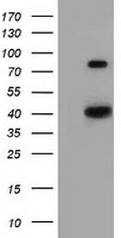 HAO1 Monoclonal Antibody (OTI3E7), TrueMAB , OriGene 100 &mu;L; Unconjugated:Antibodies,