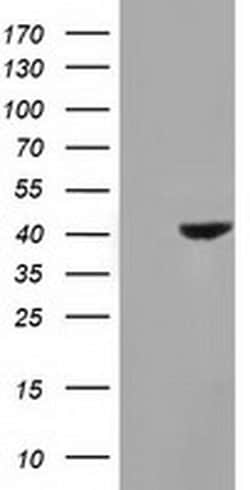 HAO1 Mouse anti-Human, Clone: OTI5A1, liquid, TrueMAB 100 &mu;L; Unconjugated:Antibodies,