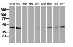 HAO1 Mouse anti-Canine, Human, Rat, Clone: OTI5C3, lyophilized, TrueMAB