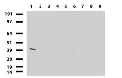 HAO1 Mouse anti-Human, Clone: UMAB117, liquid, UltraMAB 30 &mu;L; Unconjugated:Antibodies,