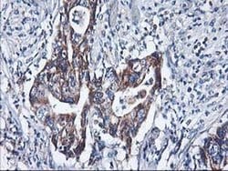HARS2 Monoclonal Antibody (OTI2D6), TrueMAB , OriGene 30 &mu;L; Unconjugated:Antibodies,