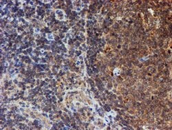 HARS2 Monoclonal Antibody (OTI5H2), TrueMAB , OriGene:Antibodies:Primary