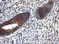 HARS2 Monoclonal Antibody (OTI3F1), TrueMAB , OriGene 100 &mu;L; Unconjugated:Antibodies,
