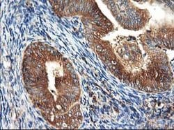 HARS2 Mouse anti-Human, Clone: OTI3F1, lyophilized, TrueMAB 100 &mu;g;