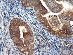 HARS2 Monoclonal Antibody (OTI3F1), TrueMAB , OriGene 100 &mu;L; Unconjugated:Antibodies,
