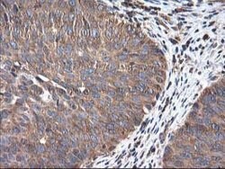 HARS2 Mouse anti-Human, Clone: OTI3F1, lyophilized, TrueMAB 100 &mu;g;