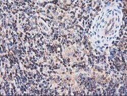 HARS2 Monoclonal Antibody (OTI3F1), TrueMAB , OriGene 100 &mu;L; Unconjugated:Antibodies,