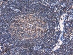 HARS2 Mouse anti-Human, Clone: OTI3F1, lyophilized, TrueMAB 100 &mu;g;