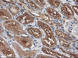 HARS2 Mouse anti-Human, Clone: OTI3F1, lyophilized, TrueMAB 100 &mu;g;