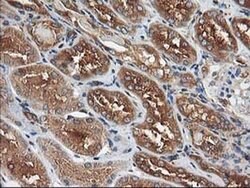HARS2 Monoclonal Antibody (OTI3F1), TrueMAB , OriGene 100 &mu;L; Unconjugated:Antibodies,
