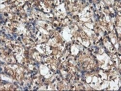HARS2 Monoclonal Antibody (OTI3F1), TrueMAB , OriGene 100 &mu;L; Unconjugated:Antibodies,