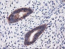 HARS2 Mouse anti-Human, Clone: OTI6F9, liquid, TrueMAB 30 &mu;L; Unconjugated:Antibodies,