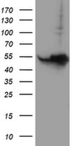 HARS2 Monoclonal Antibody (OTI3F1), TrueMAB , OriGene 100 &mu;L; Unconjugated:Antibodies,