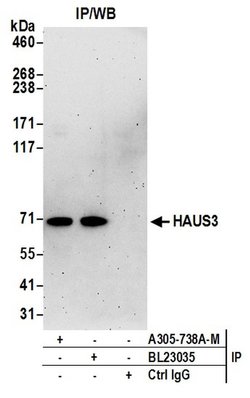 HAUS3 Polyclonal Antibody, Bethyl Laboratories 20 &mu;l; Unlabeled:Antibodies,