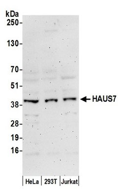 HAUS7 Polyclonal Antibody, Bethyl Laboratories:Antibodies:Primary Antibodies
