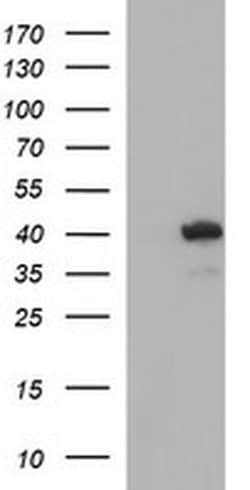 HAUS7 Monoclonal Antibody (OTI2G1), TrueMAB , OriGene:Antibodies:Primary