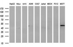 HAUS7 Monoclonal Antibody (OTI2G1), TrueMAB , OriGene:Antibodies:Primary