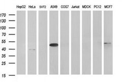 HAUS7 Monoclonal Antibody (OTI2E9), TrueMAB , OriGene 100 &mu;L | Buy Online | Origene Technologies | Fisher Scientific