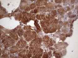 HAVCR2 Mouse anti-Human, Clone: OTI2E2, liquid, TrueMAB 100 &mu;L; Unconjugated:Antibodies,