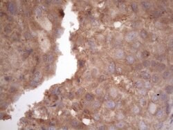 HAVCR2 Mouse anti-Human, Clone: OTI2E2, liquid, TrueMAB 100 &mu;L; Unconjugated:Antibodies,