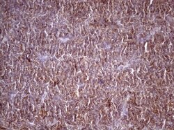 HAVCR2 Mouse anti-Human, Clone: OTI2E2, liquid, TrueMAB 100 &mu;L; Unconjugated:Antibodies,
