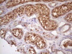 HAVCR2 Mouse anti-Human, Clone: OTI2E2, liquid, TrueMAB 100 &mu;L; Unconjugated:Antibodies,
