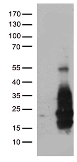 HBEGF Monoclonal Antibody (OTI6F4), TrueMAB , OriGene 100 &mu;L; Unconjugated:Antibodies,