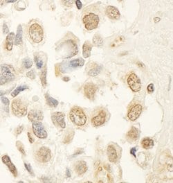 HBO Rabbit anti-Human, Mouse, Polyclonal, Bethyl Laboratories 100 &mu;L;