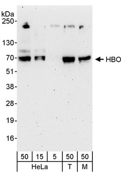 HBO Rabbit anti-Human, Mouse, Polyclonal, Bethyl Laboratories 100 &mu;L;