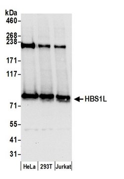 HBS1L Polyclonal Antibody, Bethyl Laboratories 20 &mu;L; Unconjugated:Antibodies,