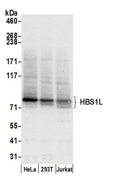 HBS1L Polyclonal Antibody, Bethyl Laboratories:Antibodies:Primary Antibodies